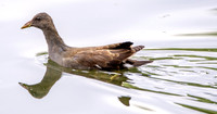 Water rail