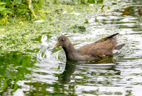 Water rail