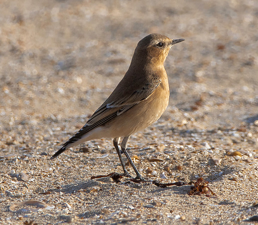 Wheatear