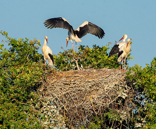 White storks