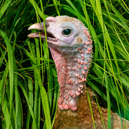 Wild turkey