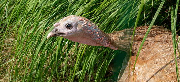 Wild turkey