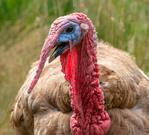 Wild turkey
