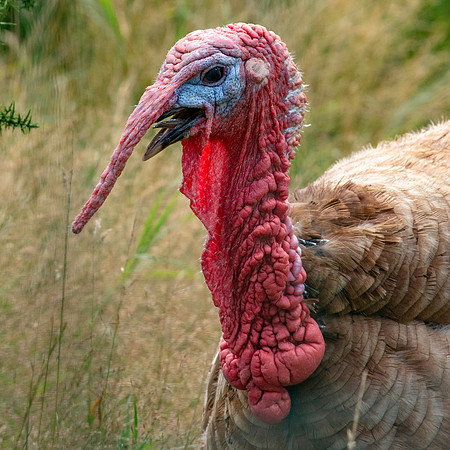 Wild turkey