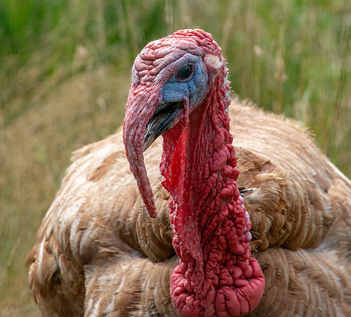Wild turkey