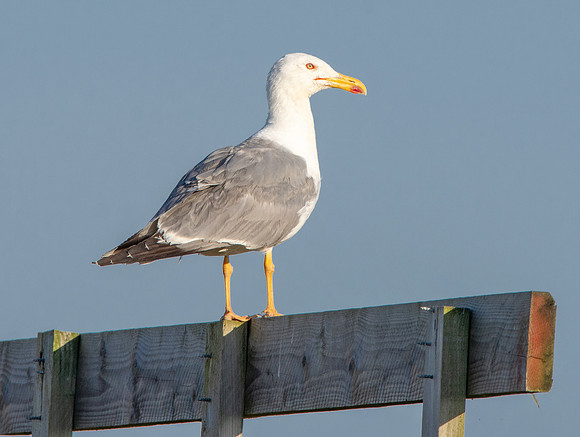 Yellow legged gull