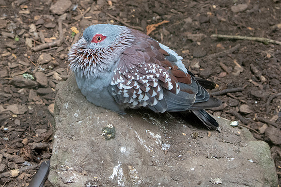 African Rock Dove