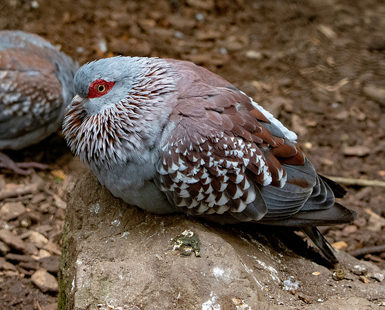 African Rock Dove