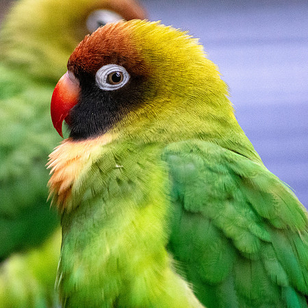 Black cheeked lovebird