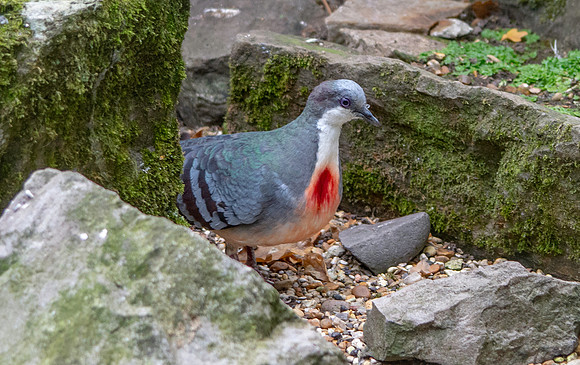Luzon bleeding heart dove