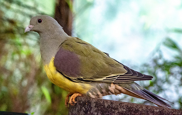 Bruce's green pigeon