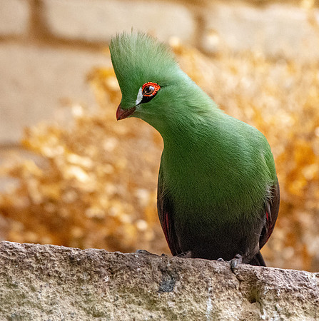 Buffon's turaco