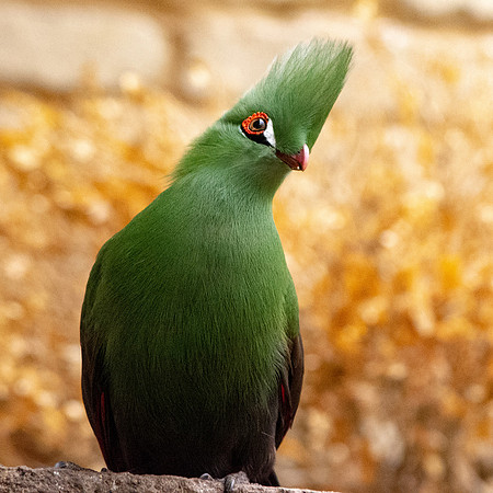 Buffon's turaco