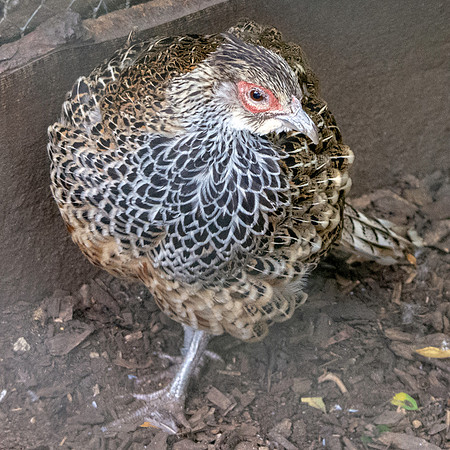 Cheer pheasant