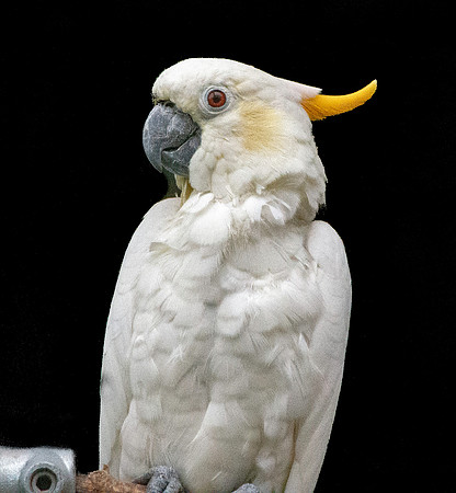 Citron crested cockatoo
