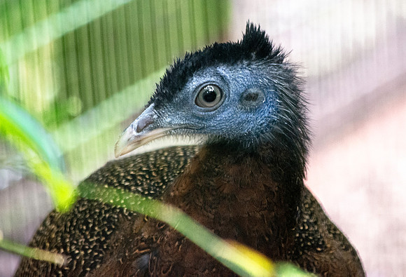 Great Argus pheasant