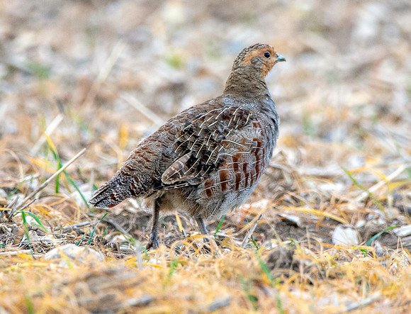 Grey partridge