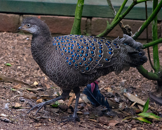 Grey peacock pheasant
