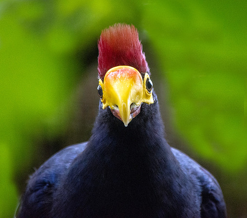 Lady Ross's turaco