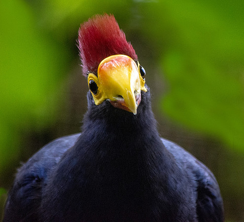 Lady Ross's turaco