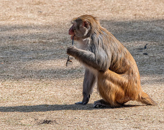 Macaque monkey