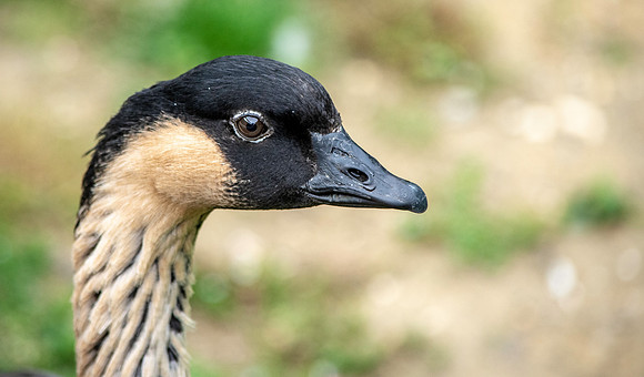 Hawaiian Nene Goose