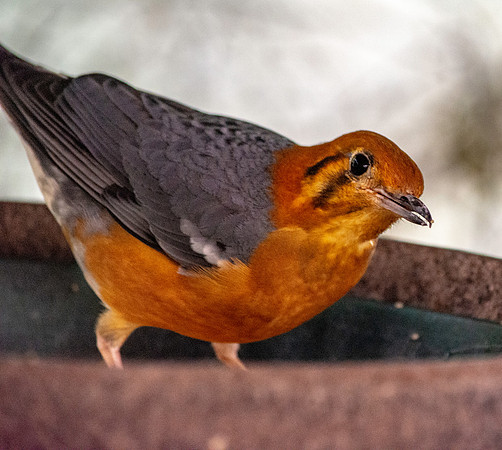Orange headed thrush