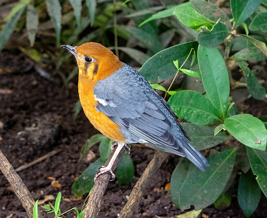 Orange headed thrush
