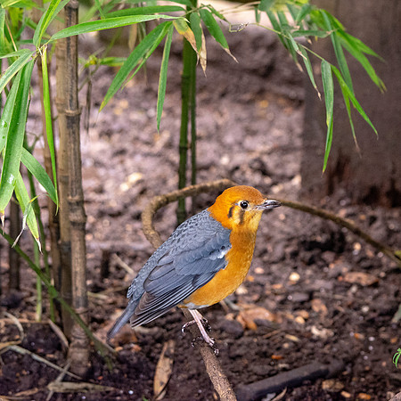 Orange headed thrush