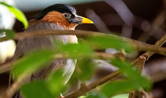 Brahminy starling