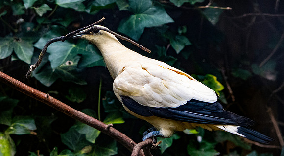 Pied imperial pigeon