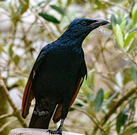 Red winged starling