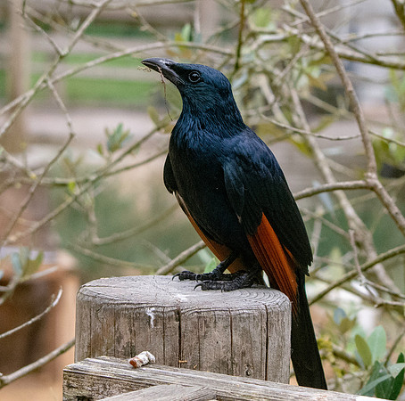 Red winged starling