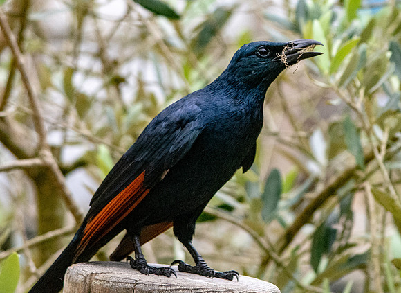 Red winged starling