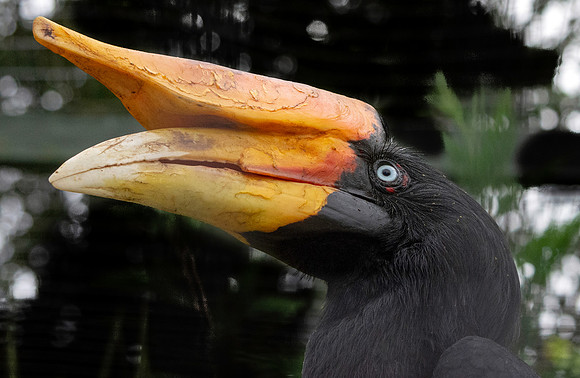 Rhinoceros hornbill