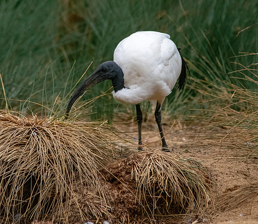 Sacred Ibis