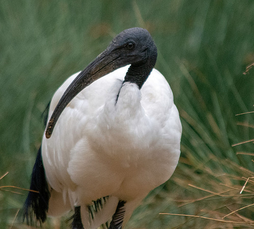 Sacred Ibis