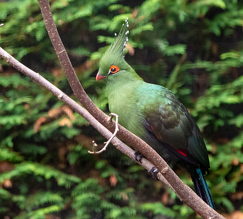 Schalow's turaco