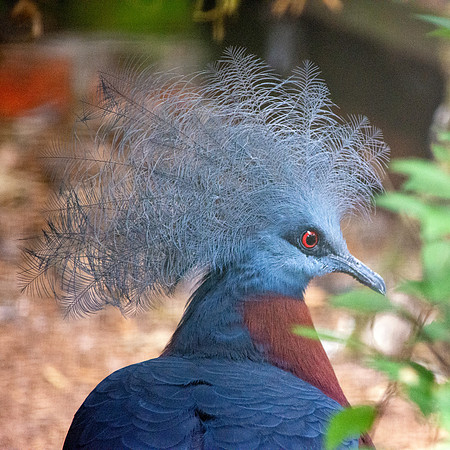 Sclater's crowned pigeon