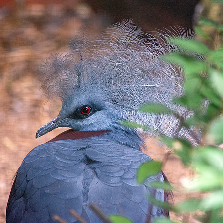 Sclater's crowned pigeon