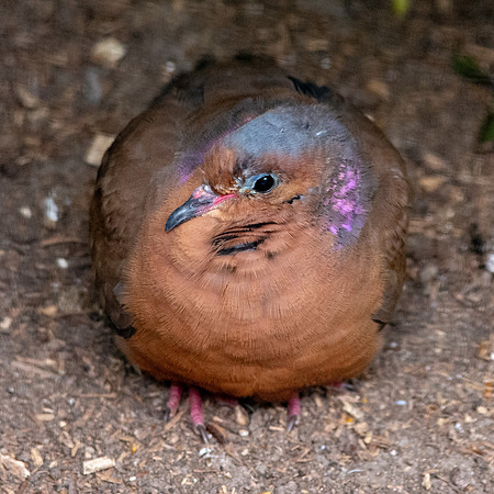 Socorro dove