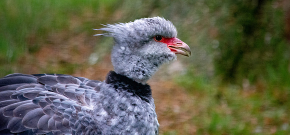 Southern screamer