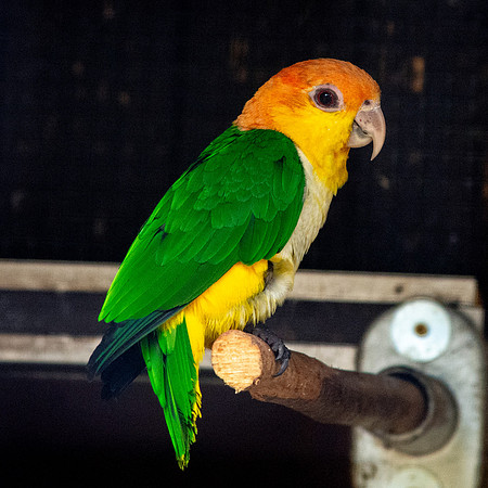 Southern white bellied caque