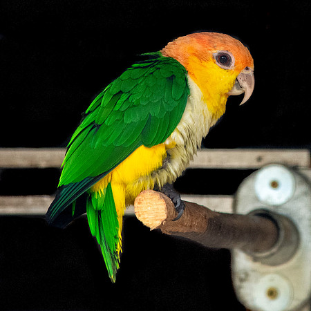 Southern white bellied caque