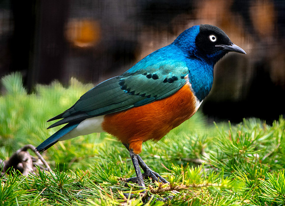 Superb starling