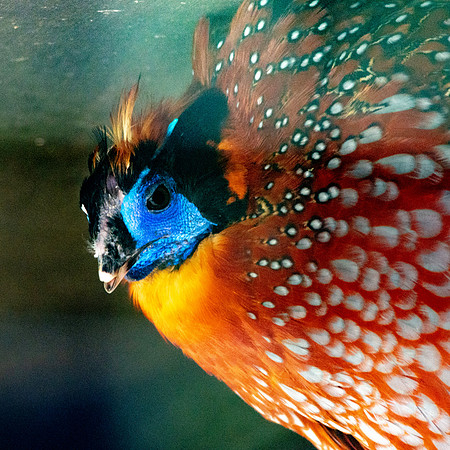 Temminck's Tragopan