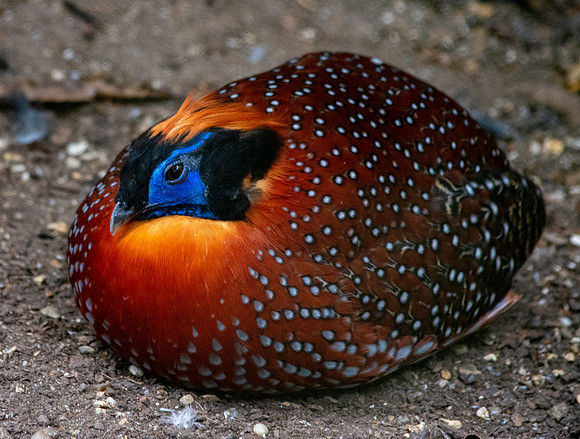 Temminck's Tragopan