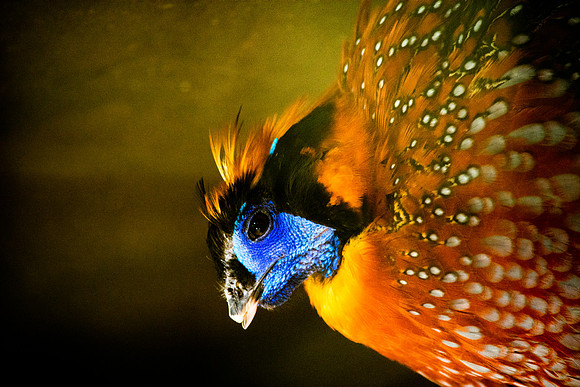 Temminck's Tragopan