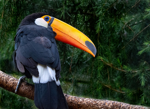 Toco toucan