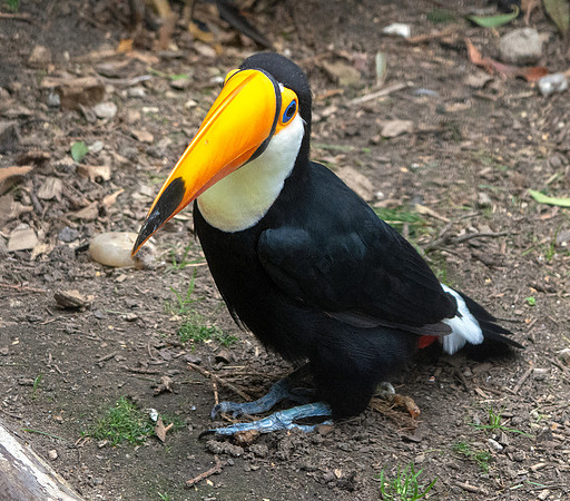 Toco toucan